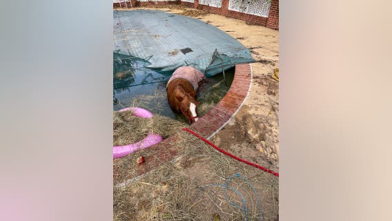 Pony rescued from pool in Prince William County