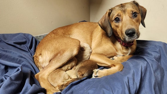 Puppies abandoned near railroad tracks in Fauquier County reunited with mother