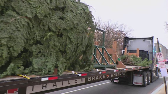 US Capitol Christmas Tree arrives in DC, signaling beginning of 2025 holiday season