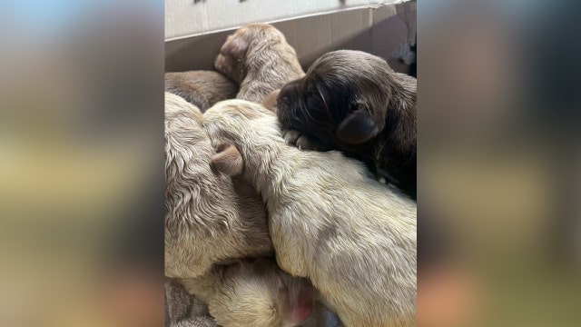 Puppies abandoned near railroad tracks in Fauquier County