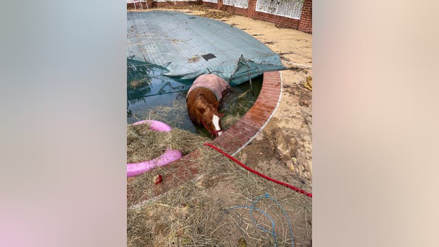 Pony rescued from pool in Prince William County
