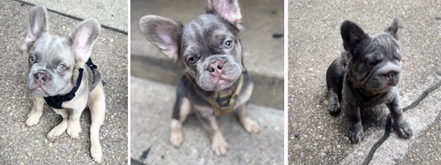 DC police searching for 3 French bulldog puppies reportedly stolen from owner