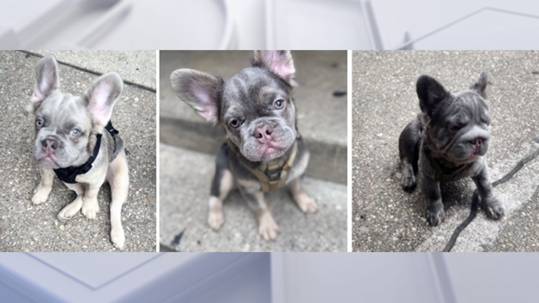 3 puppies stolen at gunpoint in DC: What we know about the case