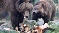 Survey: Nearly 3% of Americans believe they could beat a grizzly bear unarmed
