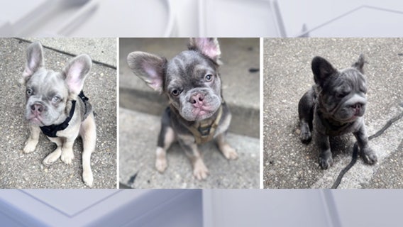 3 puppies stolen at gunpoint in DC: What we know about the case