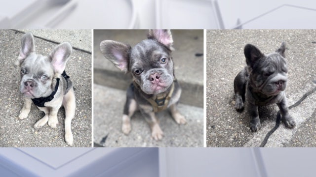 3 puppies stolen at gunpoint in DC: What we know about the case