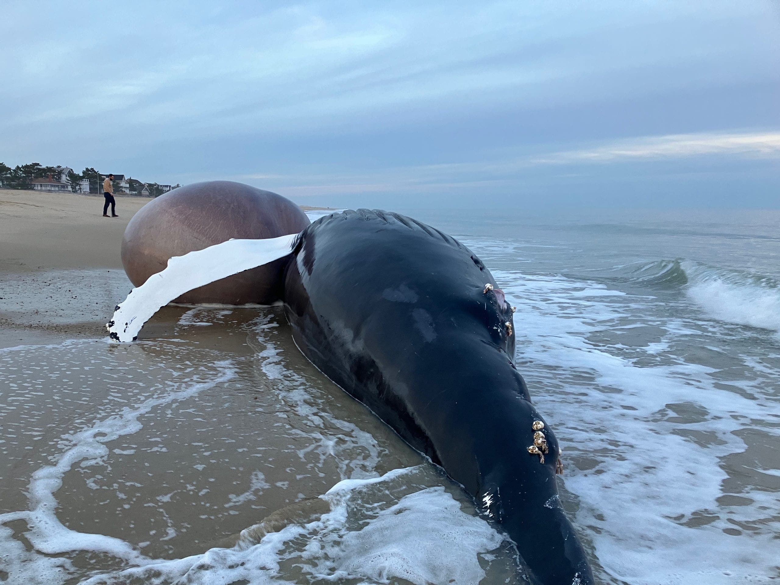 Juvenile humpback whale found dead and bloated near Bethany Beach