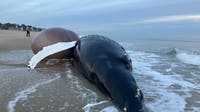 Juvenile humpback whale found dead and bloated near Bethany Beach