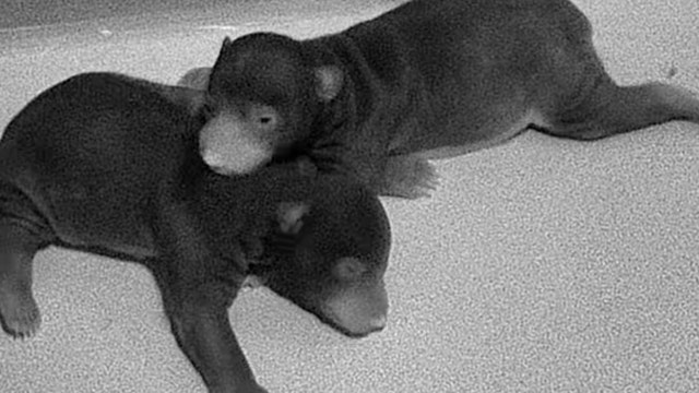 Smithsonian’s National Zoo welcomes 2 sloth bear cubs