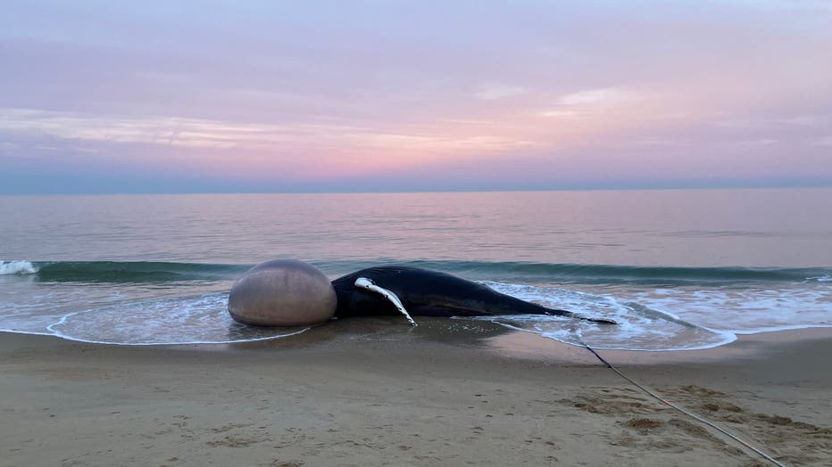 bethany-beach-whale-1-scaled.jpeg