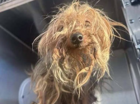 Dog found after being thrown down garbage chute at DC apartment complex