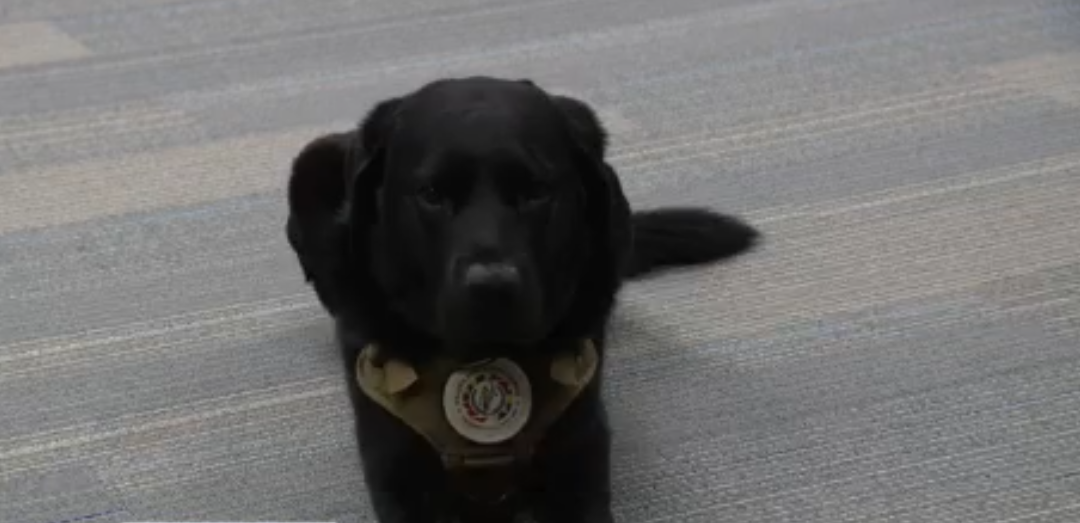Meet Duke: The remarkable K-9 helping catch child predators in Frederick County
