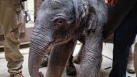 Asian elephant calf born at National Zoo for first time in nearly 25 years