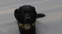 Meet Duke: The remarkable K-9 helping catch child predators in Frederick County