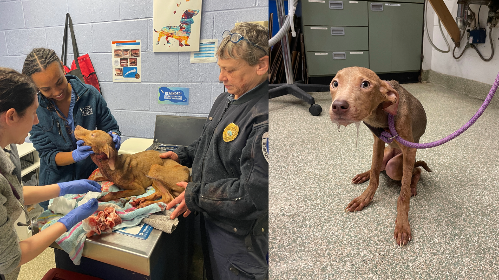 10 emaciated dogs rescued from 'extreme' animal cruelty in Southeast DC; 2 found dead