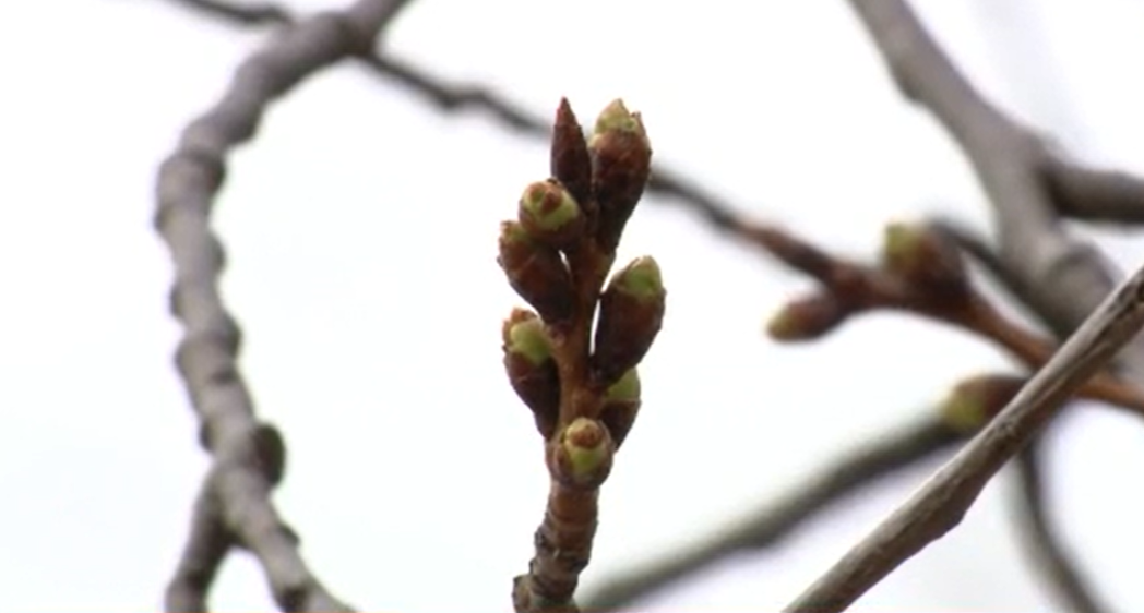 Cherry Blossom trees officially reach stage 1