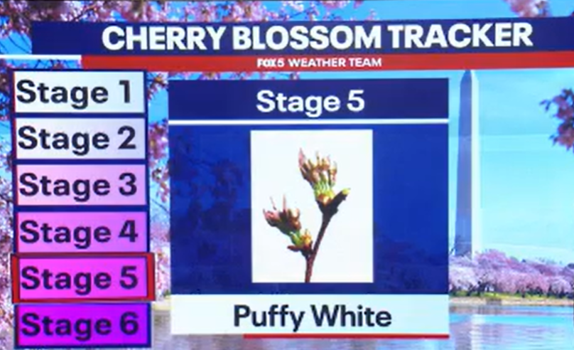 Cherry blossom forecast: Best days to see the trees at peak bloom