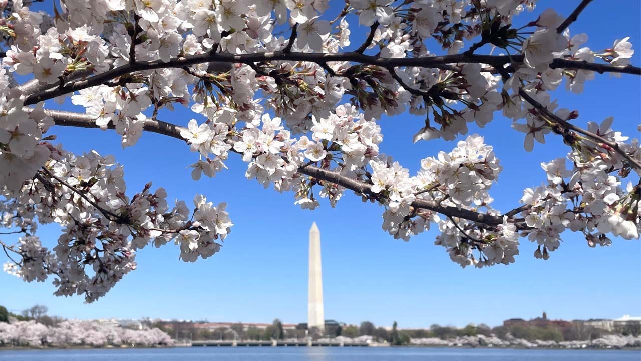 DC weather: Warming trend begins Wednesday as cherry blossoms near peak bloom