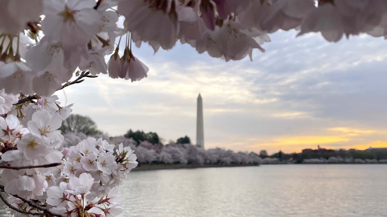 DC weather: Warming trend begins Wednesday as cherry blossoms near peak bloom