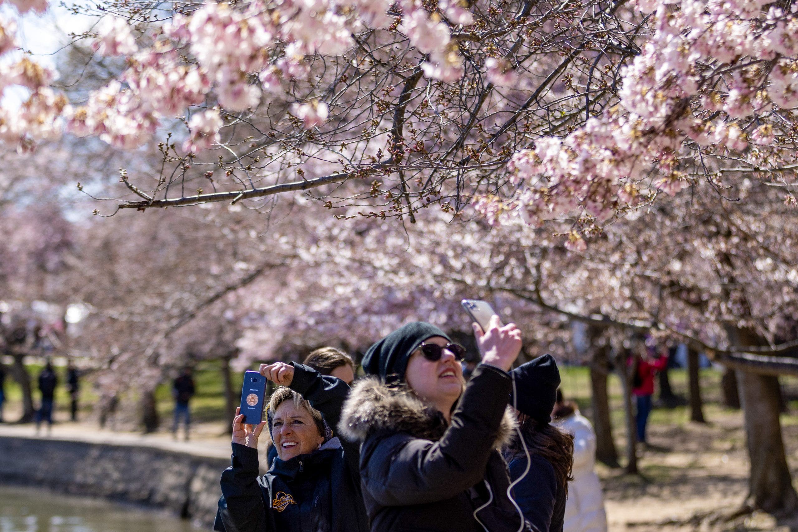 When is the Cherry Blossom Festival in DC? Here’s what to know for 2026