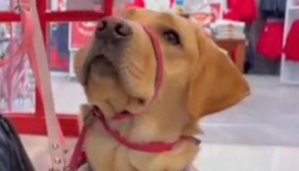 University of Maryland students train future guide dogs