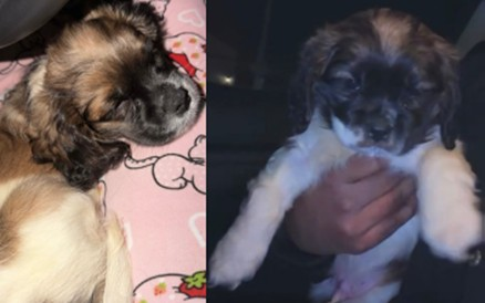 Puppy missing after apartment burglary in Northeast DC; 3 suspects arrested