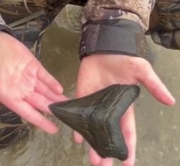 10-year-old boy discovers rare megalodon tooth in Calvert County