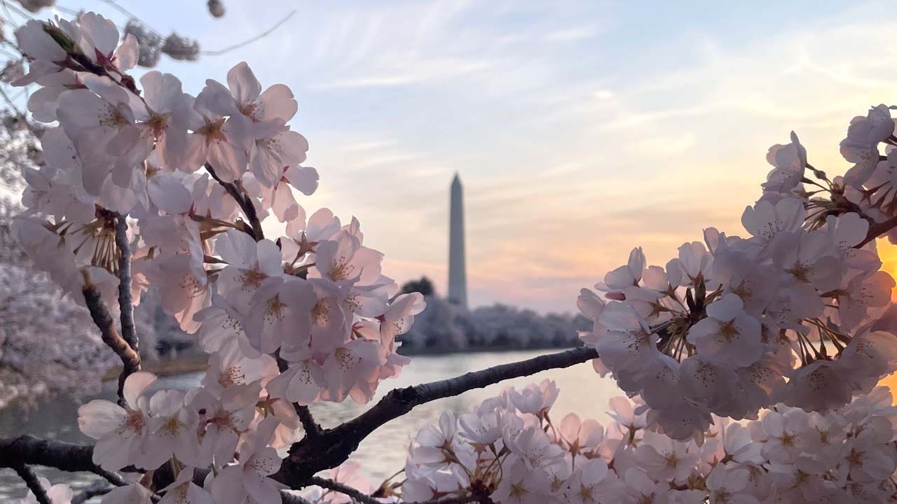 Cherry blossom peak bloom arrives in DC, boosted by warm weather