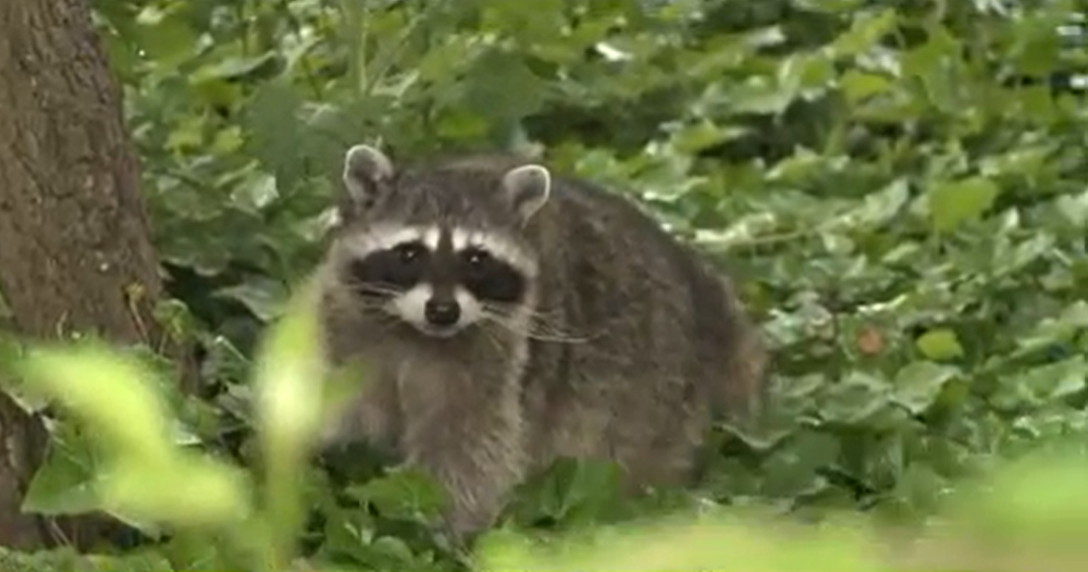 Raccoon bites two people in Old Town Alexandria, health officials say