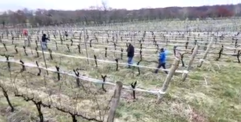 'Scrape for the Grape': Volunteers work to remove invasive lanternflies at VA wineries