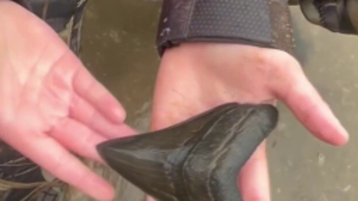 10-year-old boy discovers rare megalodon tooth in Calvert County