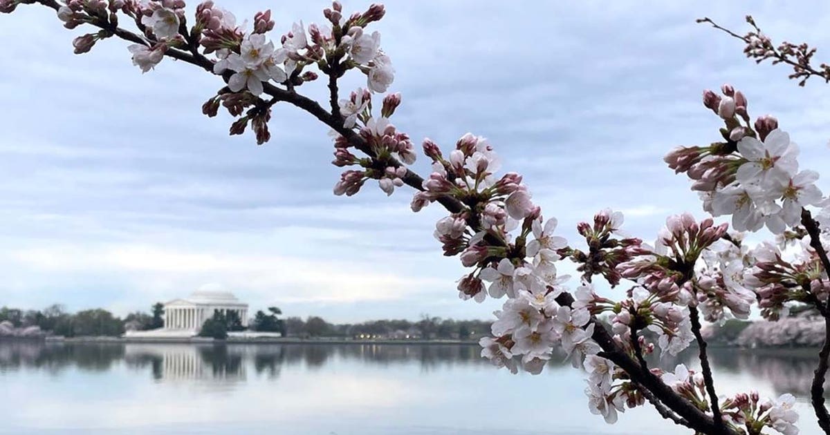 DC’s cherry blossoms reach Stage 5; peak bloom expected later this week