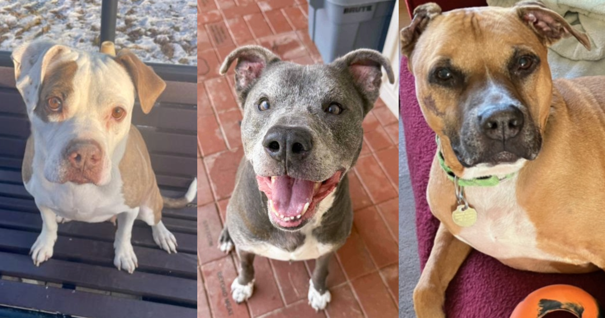 Montgomery shelter over capacity for large dogs | FOX 5 DC