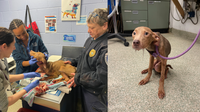 10 emaciated dogs rescued from 'extreme' animal cruelty in Southeast DC; 2 found dead