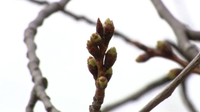 Cherry Blossom trees officially reach stage 1