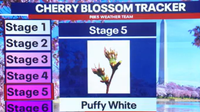 Cherry blossom forecast: Best days to see the trees at peak bloom
