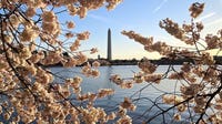 Cherry Blossom Forecast: Peak bloom could arrive within days