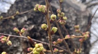 DC's cherry blossoms hit Stage 3