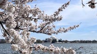 DC weather: Warm Thursday with brief showers possible; cherry blossoms hit peak bloom