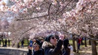 When is the Cherry Blossom Festival in DC? Here’s what to know for 2026