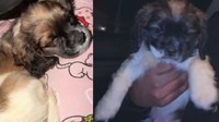 Puppy missing after apartment burglary in Northeast DC; 3 suspects arrested