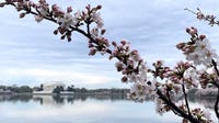 DC’s cherry blossoms reach Stage 5; peak bloom expected later this week