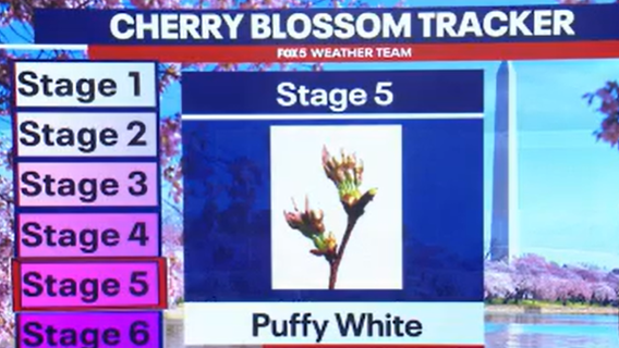 Cherry blossom forecast: Best days to see the trees at peak bloom