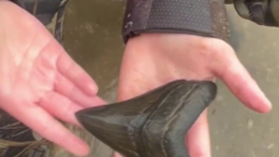 10-year-old boy discovers rare megalodon tooth in Calvert County