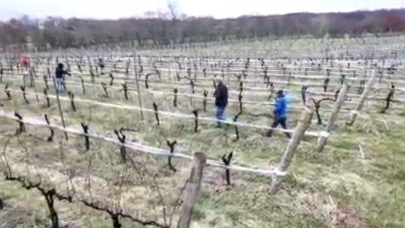 'Scrape for the Grape': Volunteers work to remove invasive lanternflies at VA wineries