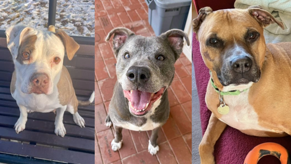 Montgomery County animal shelter at 'critical capacity' for large dogs, urgent adoptions needed