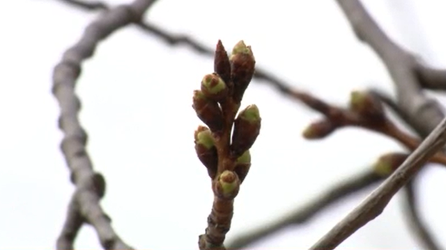 Cherry Blossom trees officially reach stage 1