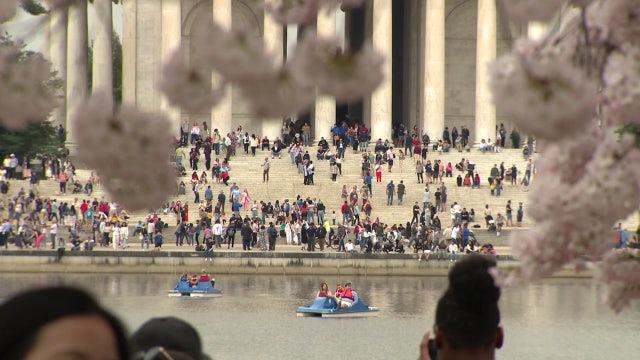 DC cherry blossoms reach Stage One amid a weather rollercoaster