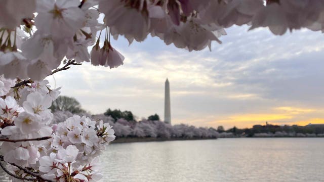 DC weather: Warming trend begins Wednesday as cherry blossoms near peak bloom