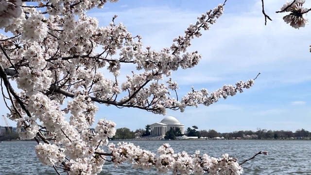 DC weather: Warm Thursday with brief showers possible; cherry blossoms expected to hit peak bloom